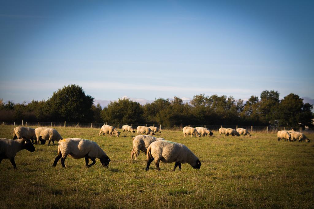La Ferme Du Vincin Panzió Vannes Kültér fotó