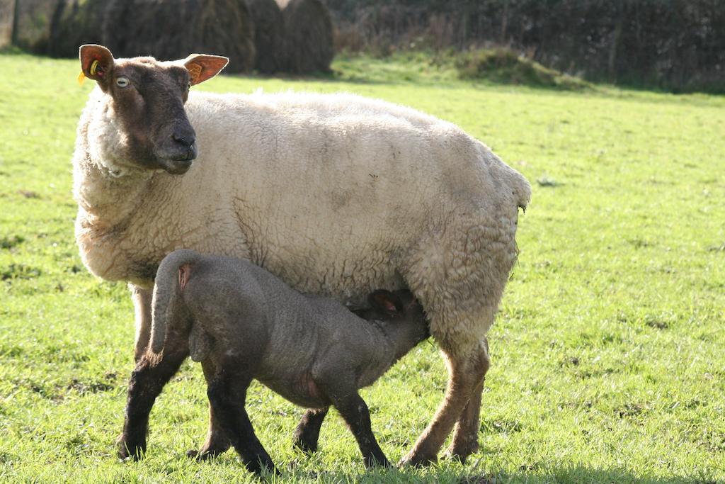 La Ferme Du Vincin Panzió Vannes Kültér fotó