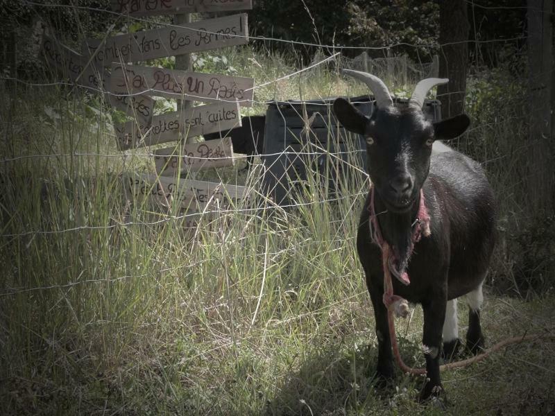 La Ferme Du Vincin Panzió Vannes Kültér fotó