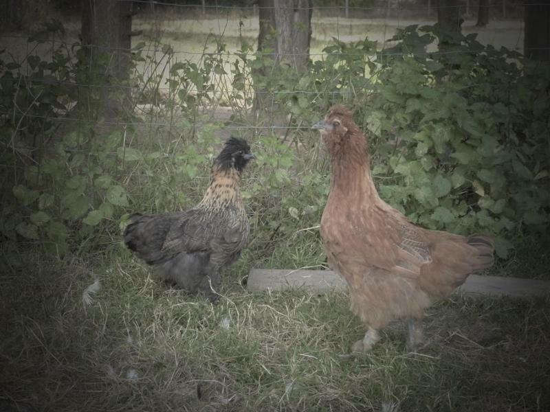 La Ferme Du Vincin Panzió Vannes Kültér fotó