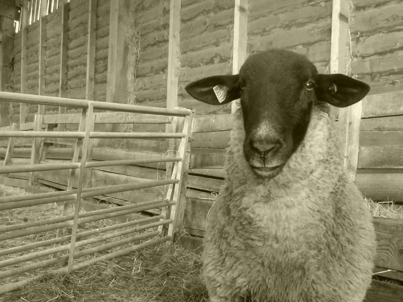 La Ferme Du Vincin Panzió Vannes Kültér fotó