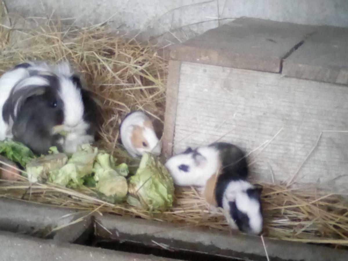 La Ferme Du Vincin Panzió Vannes Kültér fotó